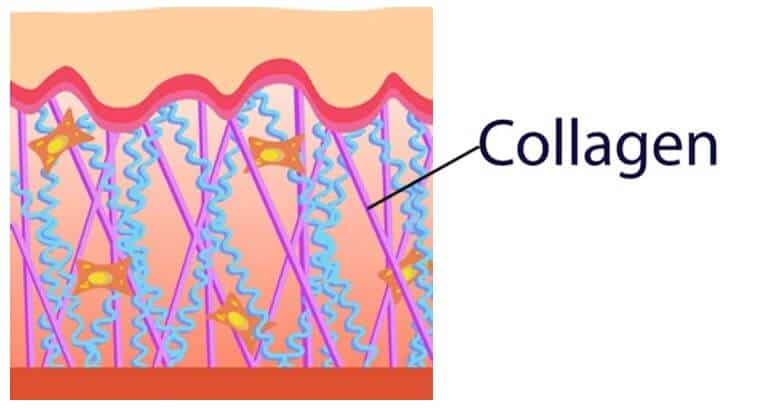 Collagen - คอลลาเจน คืออะไร